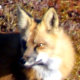 Red Fox