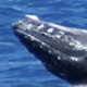 Baby Humpback breaching