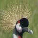 CrownedCrane